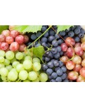 Grapes of Splendour - a single-varietal showcase - START TIME 19:15